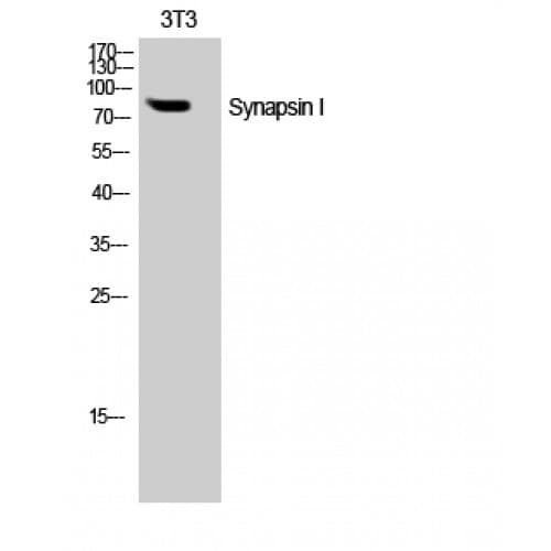 SYN1 / Synapsin 1 Antibody (40-120 aa)