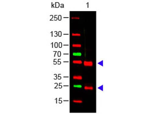 Rabbit Anti-Pig IgG Secondary Antibody