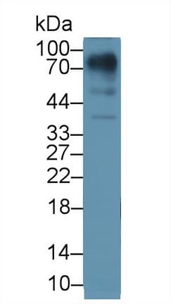 Lumican Antibody (aa19-338, Biotin)