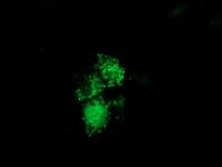 NUDT6 Antibody (clone OTI9D12)