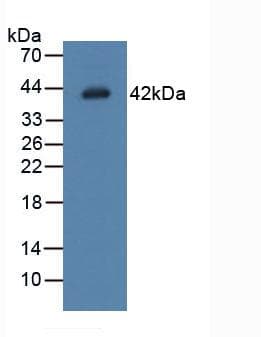 LGMN / Legumain Antibody (aa18-433)