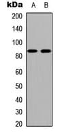 CDH19 / Cadherin 19 Antibody (Internal)
