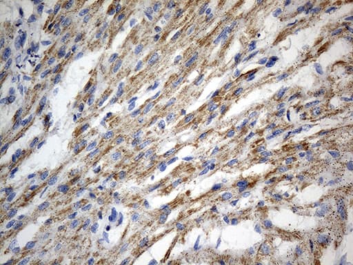AIFM1 / AIF / PDCD8 Antibody (aa134-483, clone OTI5D2)