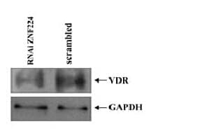 Monoclonal Mouse anti-Human GAPDH Antibody (clone OTI2D9, WB)