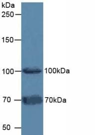 FAP Alpha Antibody (aa542-761, APC)