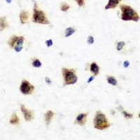 DNASE1 / DNase I Antibody