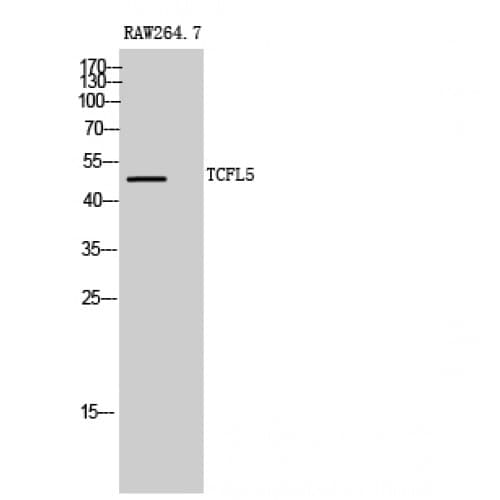 TCFL5 Antibody (280-360 aa, C-terminal)