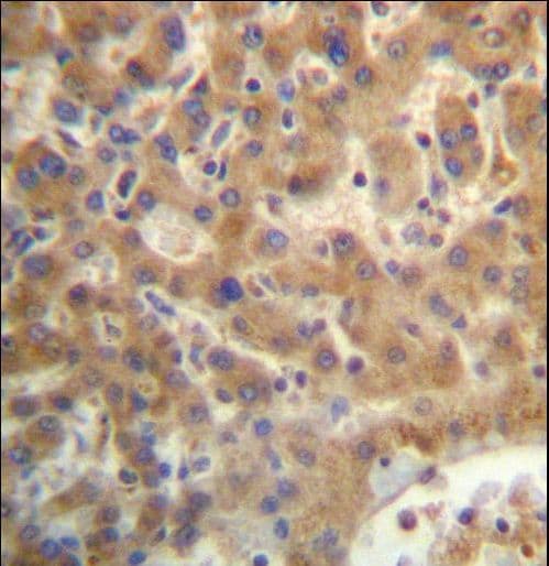 SEC14L4 Antibody (aa41-70)