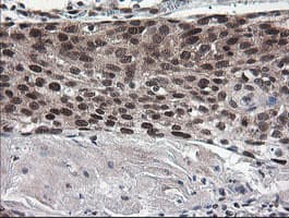 NUMB Antibody (clone OTI4F3, Carrier-free)