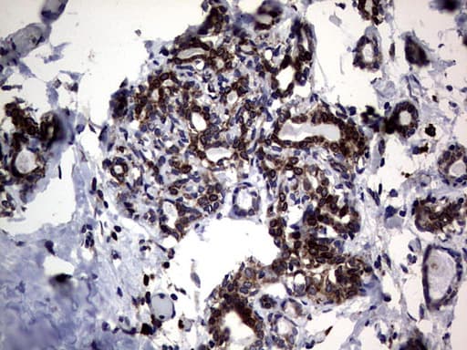 DDOST / OST48 Antibody (aa131-378, clone OTI2H1, Carrier-free)