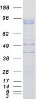 Human UNC5A Protein (Recombinant Myc-DDK (Flag))