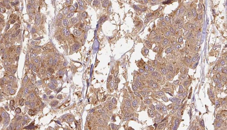 EDIL3 / DEL1 Antibody