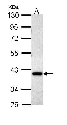 DUSP6 / MKP3 Antibody (aa82-370)