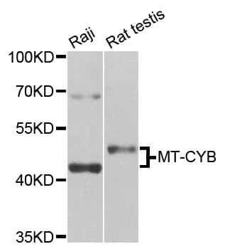 CYTB / MT-CYB Antibody