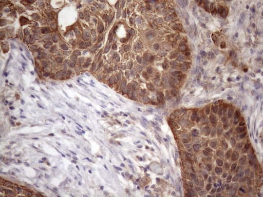 AMTN Antibody (clone OTI2D9)