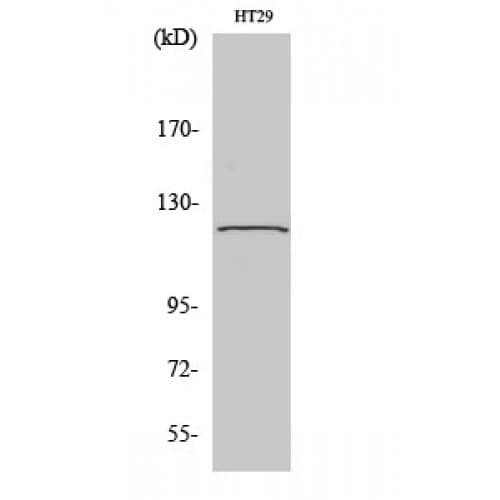 TUBGCP5 / GPC5 Antibody (710-790 aa, Internal)