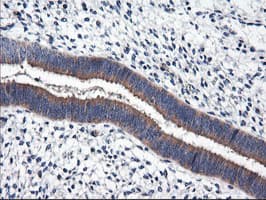 RGS16 Antibody (clone OTI3F3)