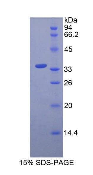 Pig Insulin Protein (Recombinant His-GST)