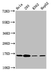H2AFX / H2AX Antibody (phospho-Ser139)