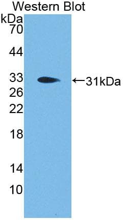 PCSK1 Antibody (aa500-738)