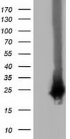 RABL2A Antibody (clone OTI4A8)
