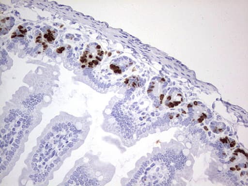 IdU / Iododeoxyuridine Antibody (clone 2F8)