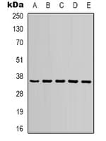 GAPDH Antibody