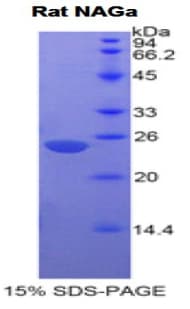 Rat NAGA Protein (Recombinant His)