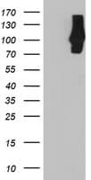 Monoclonal Mouse anti-Human Complement C1s Antibody (clone OTI1G1, IHC, WB)