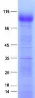 Human GRIN1 / NMDAR1 Protein (Recombinant DDK,C-terminus)