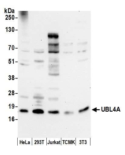 UBL4A Antibody (aa25-75)