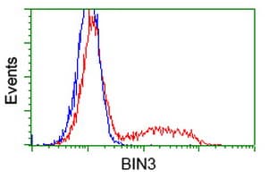 Monoclonal Mouse anti-Human BIN3 Antibody (clone OTI2D7, IF, WB)