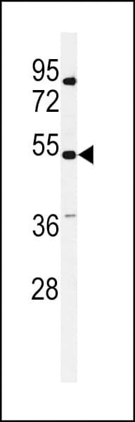 Kv10.1 / KCNG3 Antibody (aa6-34)