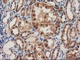 Monoclonal Mouse anti-Human PYCRL Antibody (clone OTI1B12, IHC, IF, WB)