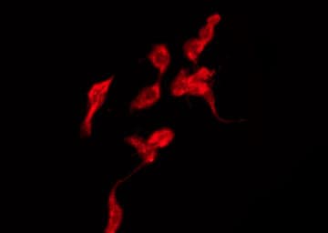 GJA4 / CX37 / Connexin 37 Antibody