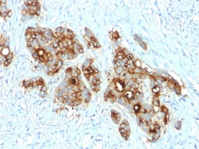 CEACAM1,5 Antibody (clone C66/2055R, Azide-free, Carrier-free)