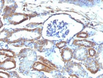 SPTBN2 Antibody (clone SPTBN2/1584, Azide-free, BSA-free)