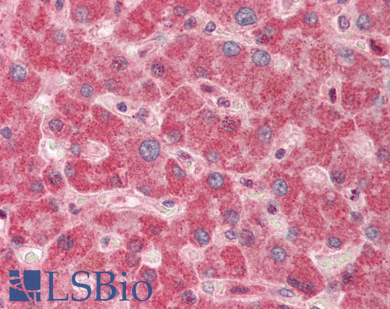 AK4 / Adenylate Kinase 4 Antibody (N-Terminus)
