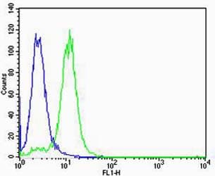 VWF / Von Willebrand Factor Antibody (clone 907CT12.1.9)