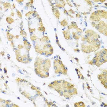 MLN / Motilin Antibody