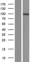 SLITRK2 Protein (Over-Expression Lysate Myc-DDK (Flag))