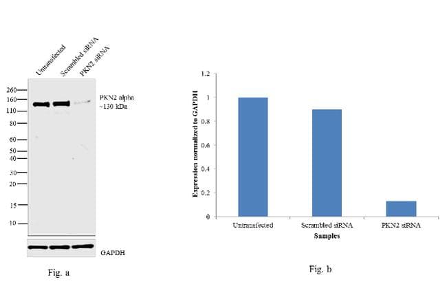 PKN2 Antibody (clone 1D1)