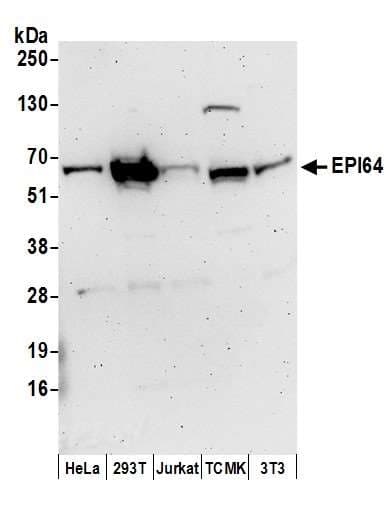 TBC1D10A Antibody (aa458-508)
