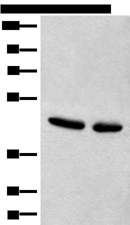 CANT1 Antibody