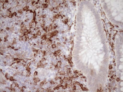 ITGAM / CD11b Antibody (clone OTI2D11, Carrier-free)