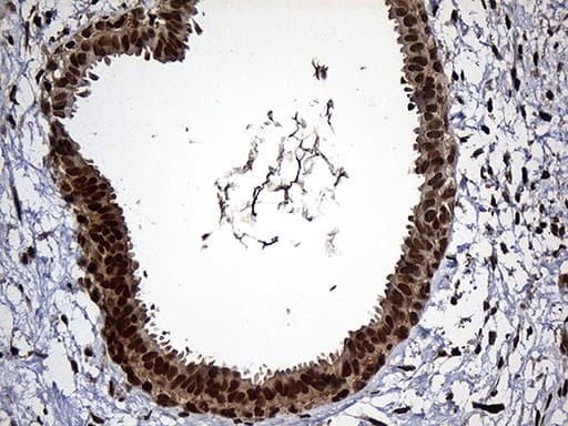 RAD21 Antibody (aa193-458, clone OTI6C10, Carrier-free)