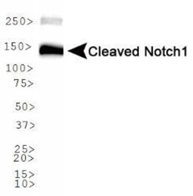 NOTCH1 Antibody