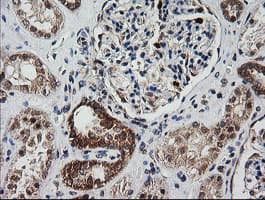 MRPS34 Antibody (clone OTI4H2, Carrier-free)
