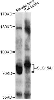 SLC15A1 / PEPT1 Antibody