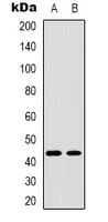TBX1 Antibody (C-Terminus)